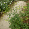 Tobacco, Huichol (Nicotiana langsdorfii), packet of 100 seeds, organic - Image 3