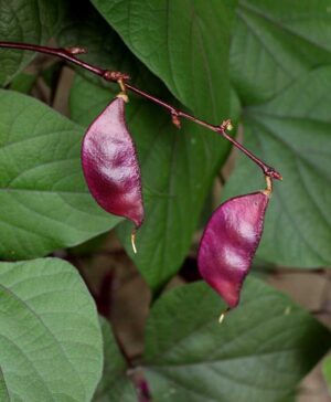 Hyacinth Bean Pods