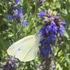 Hyssop, Official (Hyssopus officinalis) seeds, organic - Image 8