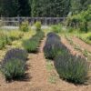 Hyssop, Official (Hyssopus officinalis) seeds, organic - Image 9