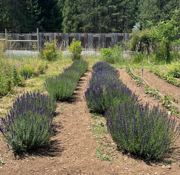 Hyssop, Official (Hyssopus officinalis) seeds, organic - Image 9