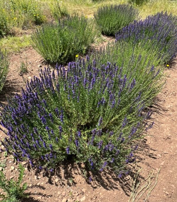 Hyssop, Official (Hyssopus officinalis) seeds, organic - Image 10