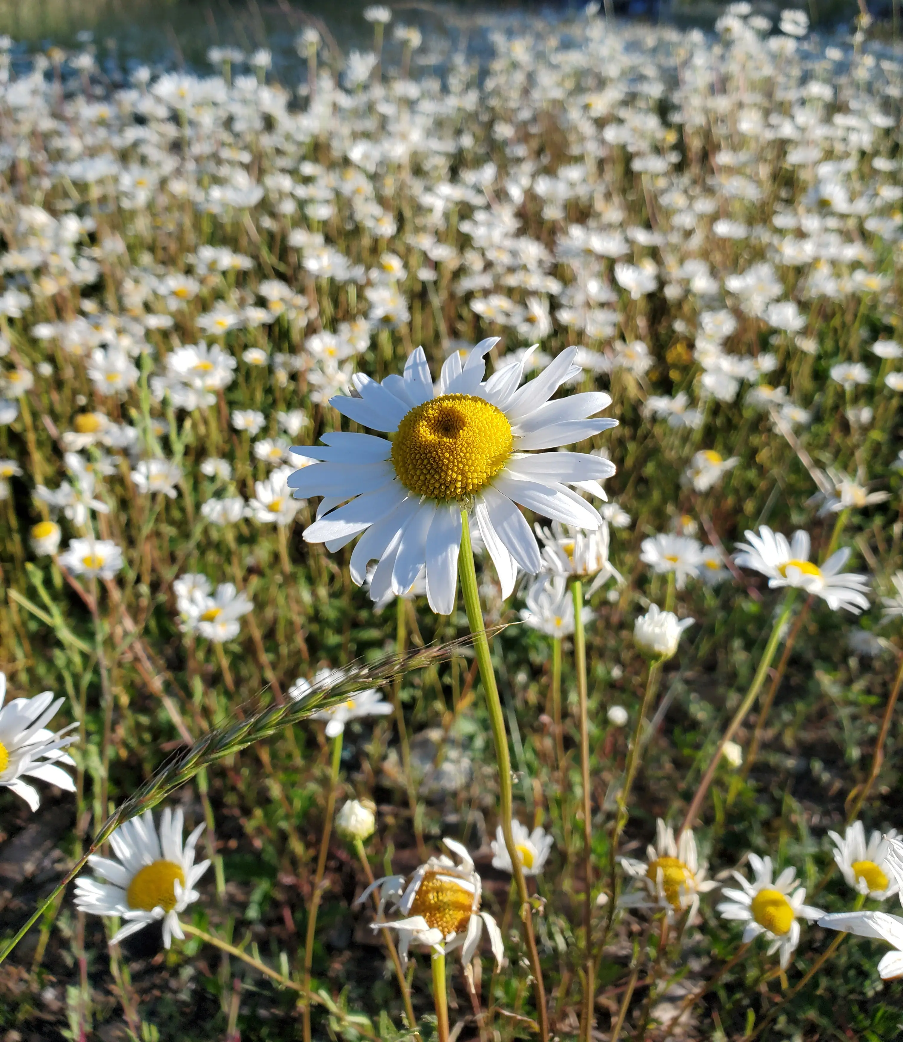 Daisy, Oxeye (Chrysanthemum leucanthemum) seeds, (not available to CO, IN, WA, MT)