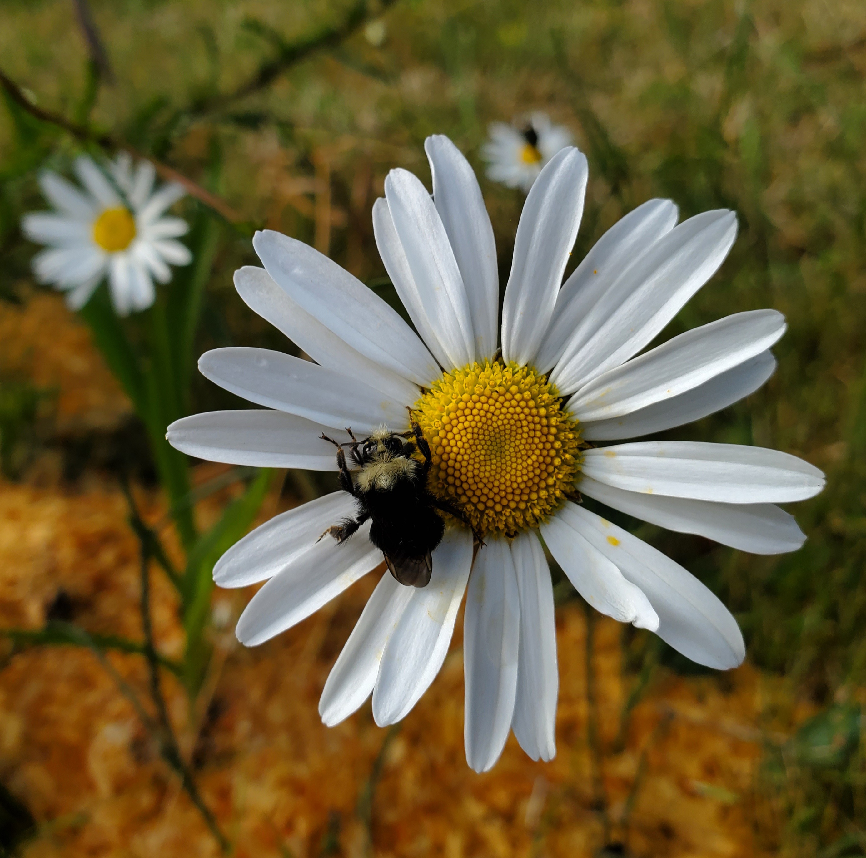 Daisy, Oxeye (Chrysanthemum leucanthemum) seeds, organic (not available to CO, IN, WA, MT) - Image 2