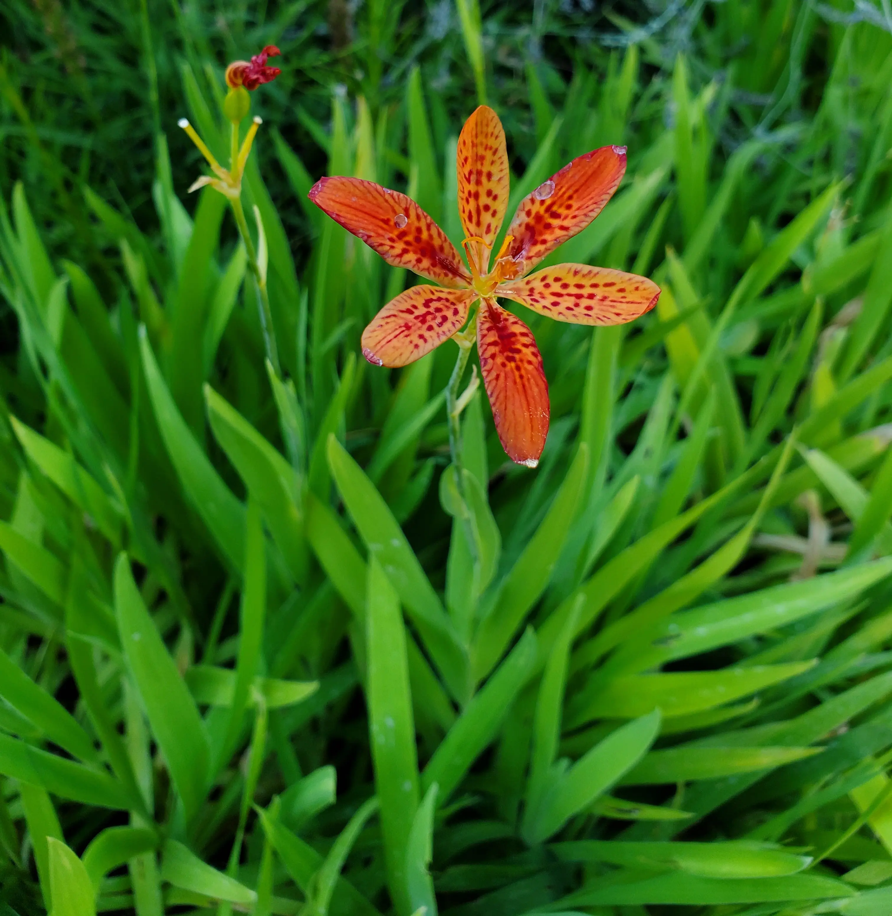 Leopard Flower (Belamcanda chinensis) potted plant, organic