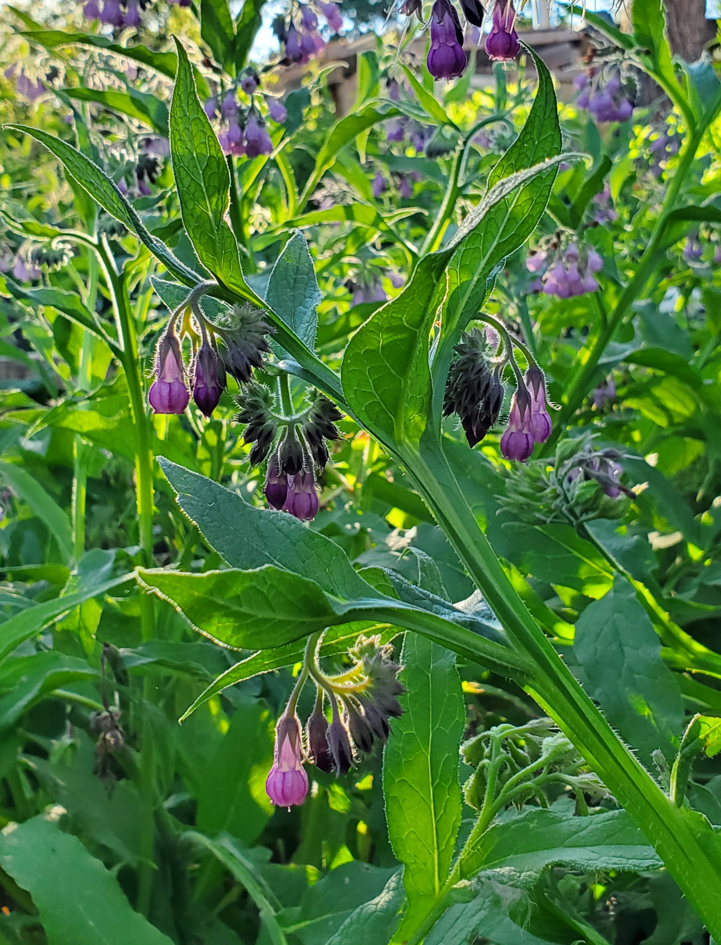 Comfrey, True (Symphytum officinale) potted plant, organic