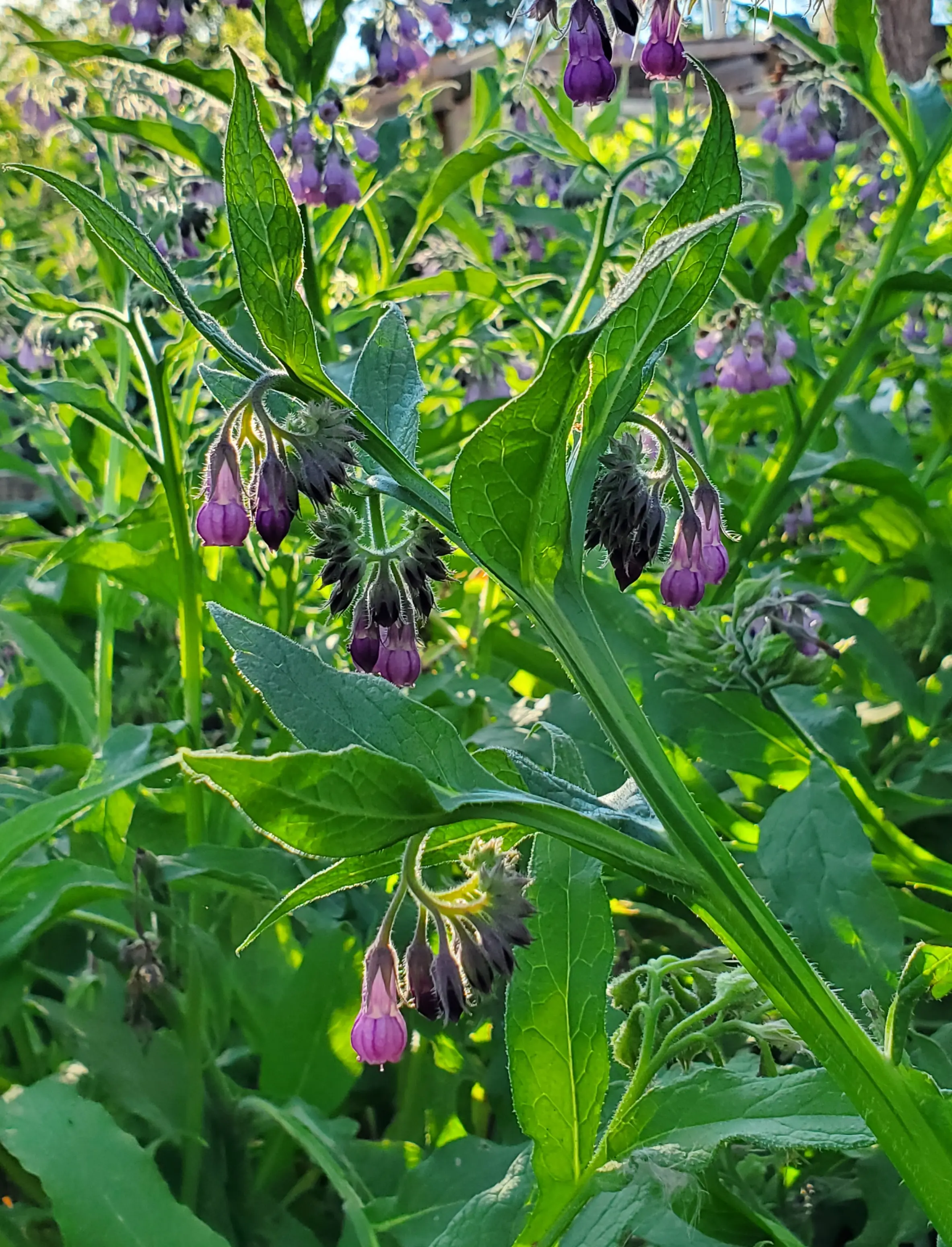 Comfrey, True (Symphytum officinale) potted plant, organic