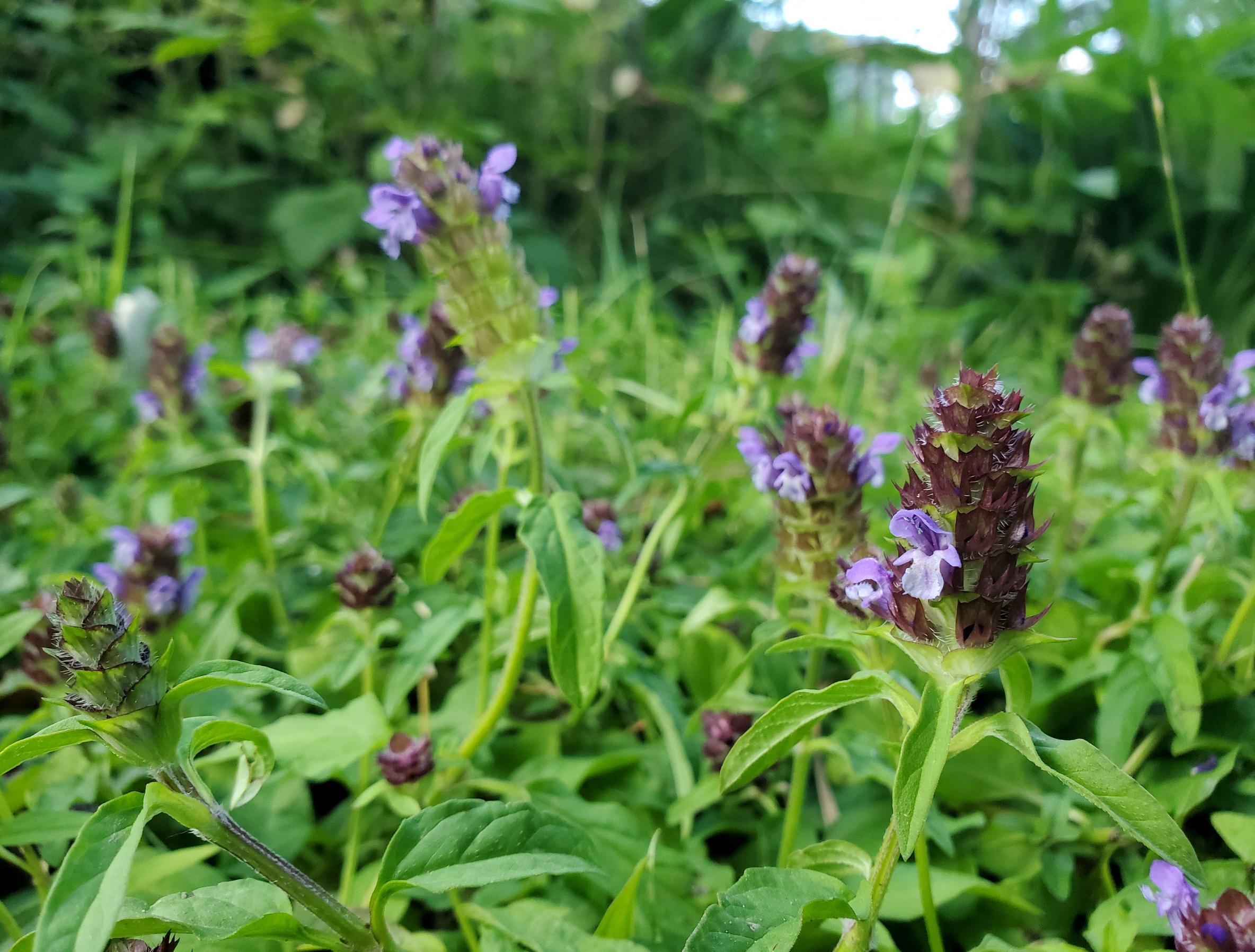 Self-Heal (Prunella vulgaris) potted plant, organic