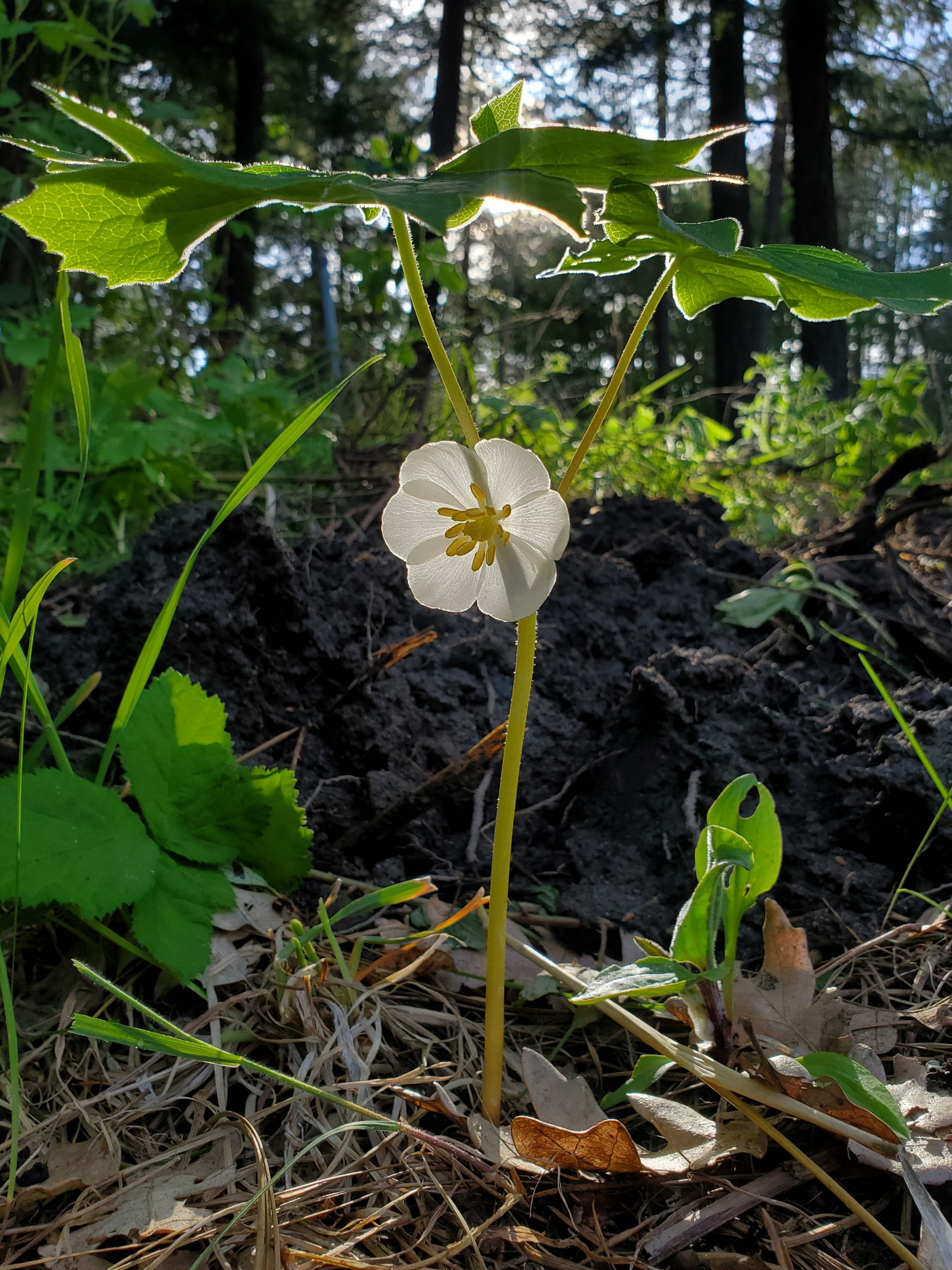 Mayapple, American (Podophyllum peltatum) potted plant, organic