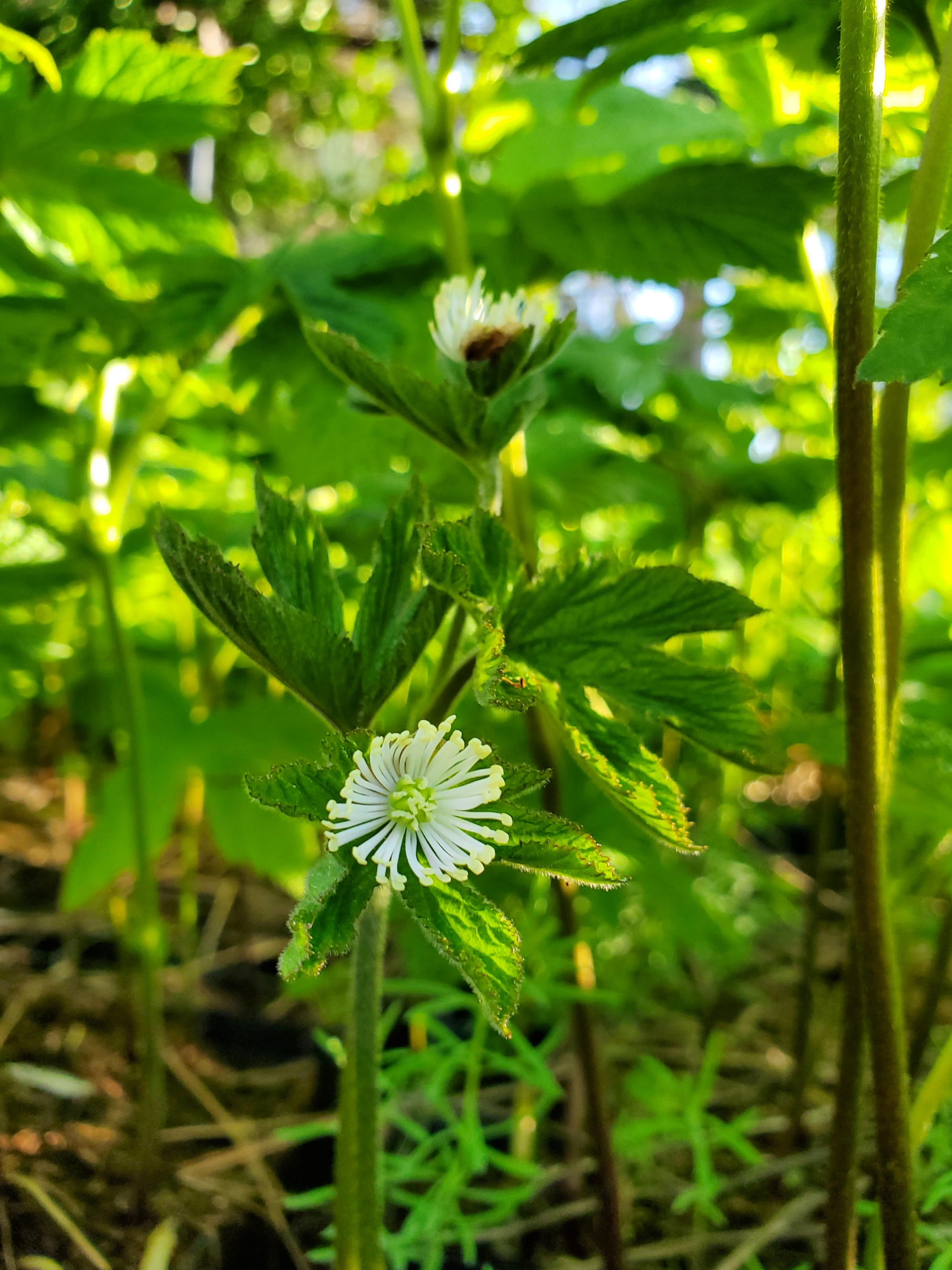 Goldenseal (Hydrastis canadensis) potted plant, organic