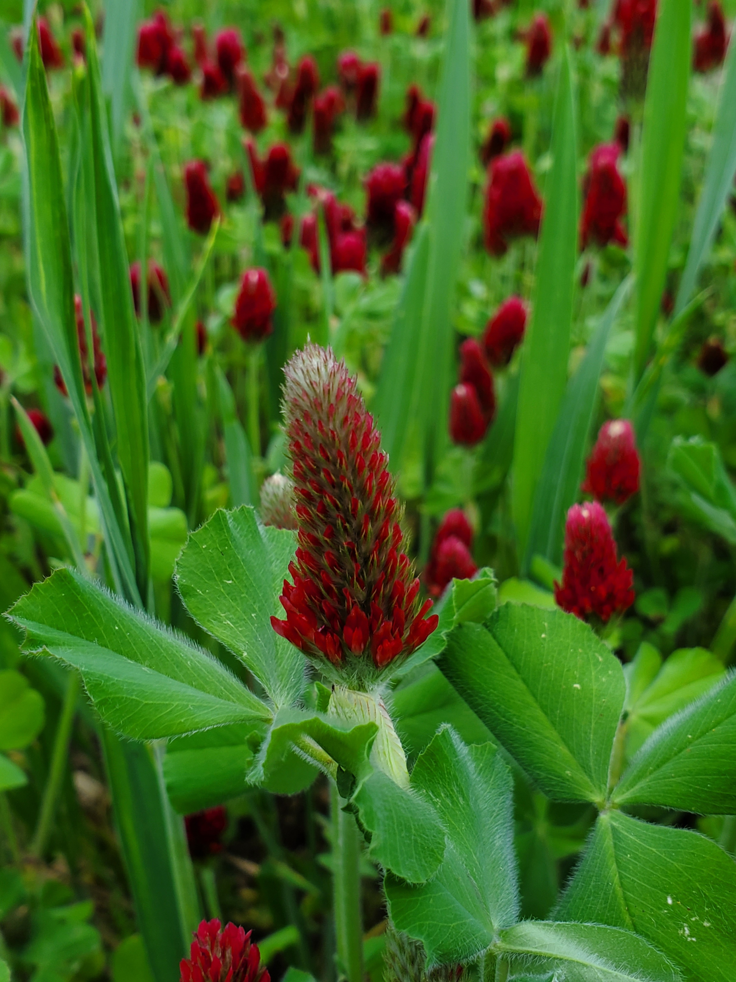 Clover, Crimson (Trifolium incarnatum) Cover Crop Seed, Organic