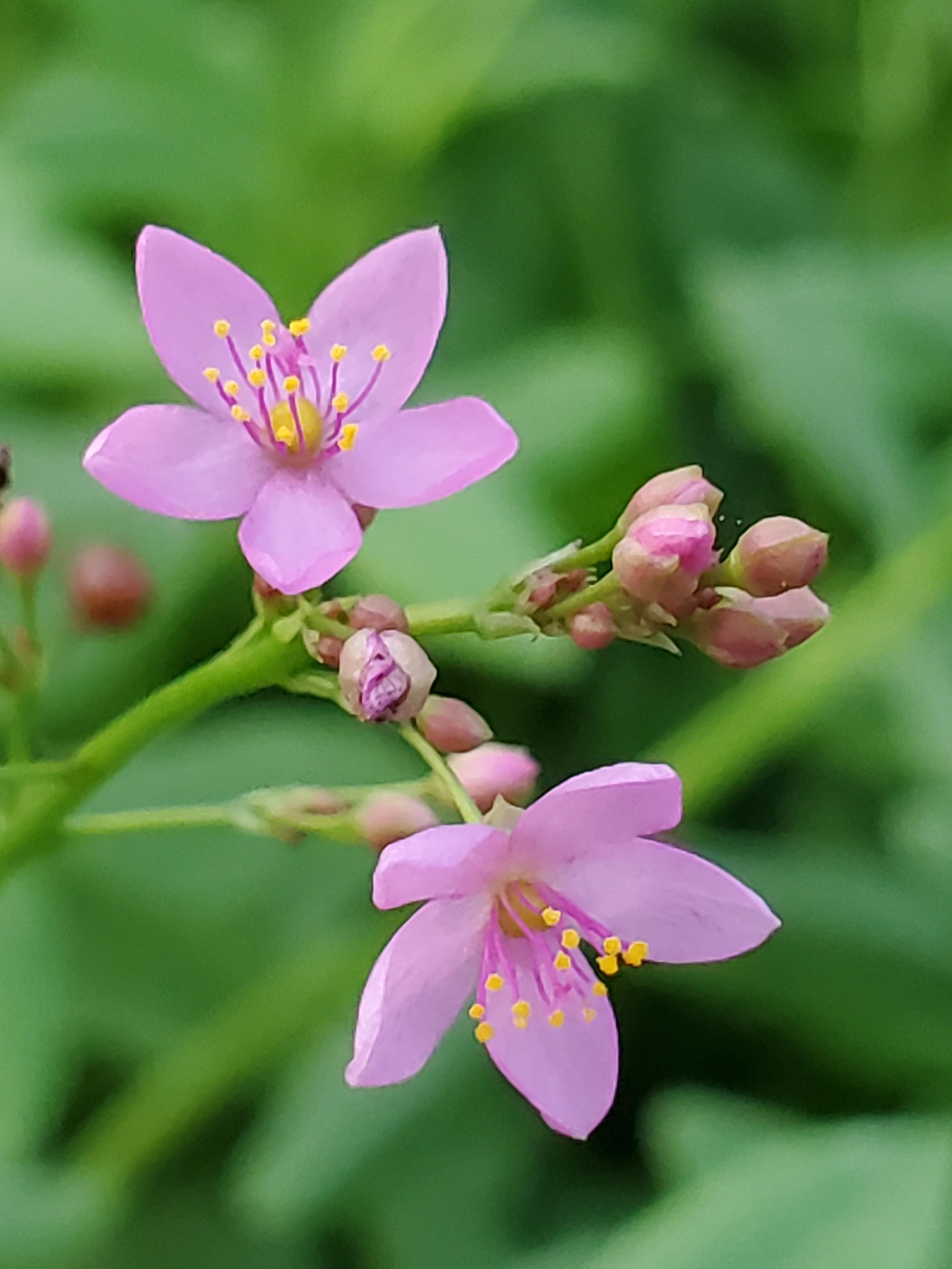 Fame Flower (Talinum paniculatum), potted plant, organic