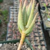 Aloe dichotoma (Quiver Tree) plant, organic - Image 4