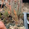 Aloe dichotoma (Quiver Tree) plant, organic - Image 5