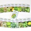Glorious Garden, 48 full color medicinal herb seed packets, organic - Image 4