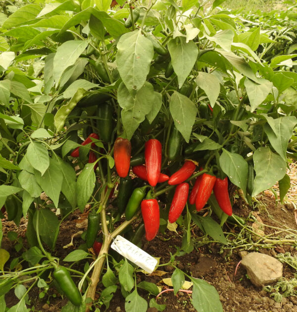 Pepper Seed Set (6 packets): Aji Colorado, Aleppo, African Cayenne, Official Cayenne, Criolla Sella and Thai Volcano, all organic - Image 5