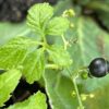 Jiao-gu-lan, Japanese (Gynostemma pentaphyllum) potted vine, organic - Image 7