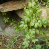 Jiao-gu-lan, Japanese (Gynostemma pentaphyllum) potted vine, organic - Image 3