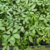 Jiao-gu-lan, Japanese (Gynostemma pentaphyllum) potted vine, organic