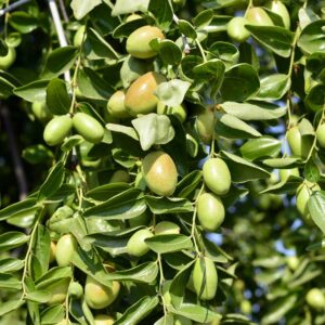 Jojoba (Simmondsia chinensis) Plant with Fruits