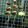 Jojoba (Simmondsia chinensis) seeds - Image 3