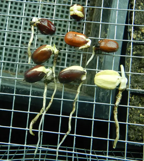 Jojoba (Simmondsia chinensis) seeds - Image 4