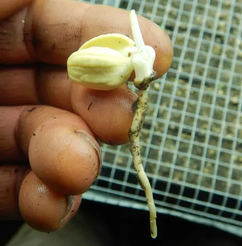 Jojoba (Simmondsia chinensis) seeds