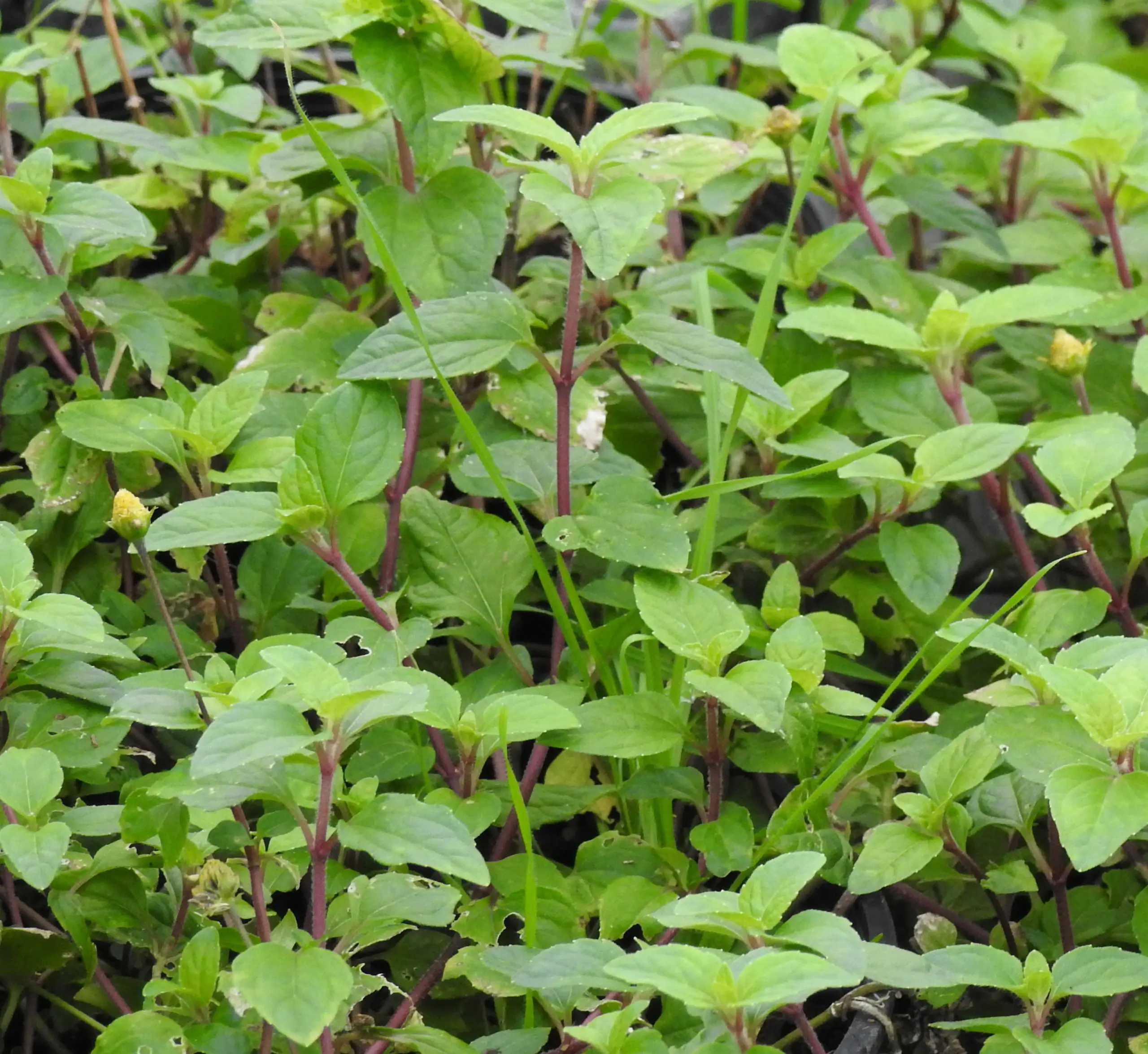 Spilanthes, Kenyan (Acmella caulirhiza), packet of 30 seeds, organic - Image 3