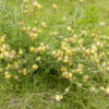Vetch, Kidney (Anthyllis vulneraria), packet of 20 seeds, organic - Image 2