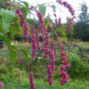 Kiss-Me-Over-the-Garden-Gate (Persicaria orientalis) seeds, organic - Image 2