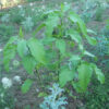 Kiss-Me-Over-the-Garden-Gate (Persicaria orientalis) seeds, organic - Image 3