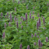 Mint, Korean (Agastache rugosa), potted plant, organic