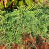 Ku-shen (Sophora flavescens), packet of 10 seeds, organic - Image 4