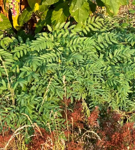 Ku-shen (Sophora flavescens), packet of 10 seeds, organic - Image 4