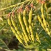 Ku-shen (Sophora flavescens), packet of 10 seeds, organic