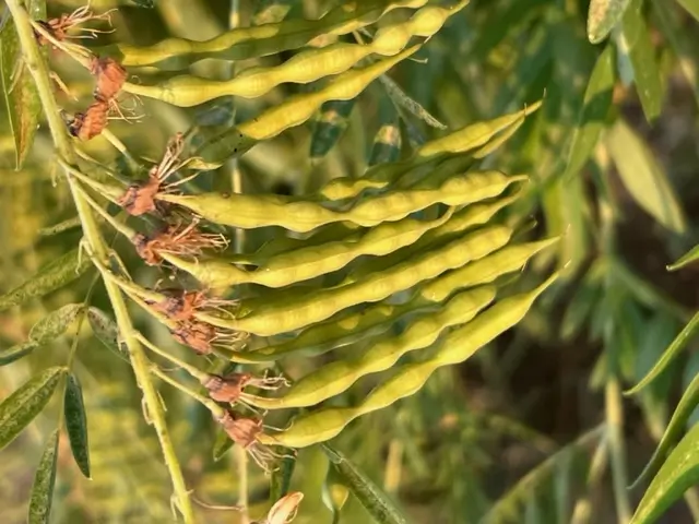 Ku-shen (Sophora flavescens), packet of 10 seeds, organic