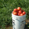 Tomato, Lakota (Lycopersicon esculentum), packet of 30 seeds, organic - Image 4