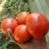 Tomato, Lakota (Lycopersicon esculentum), packet of 30 seeds, organic