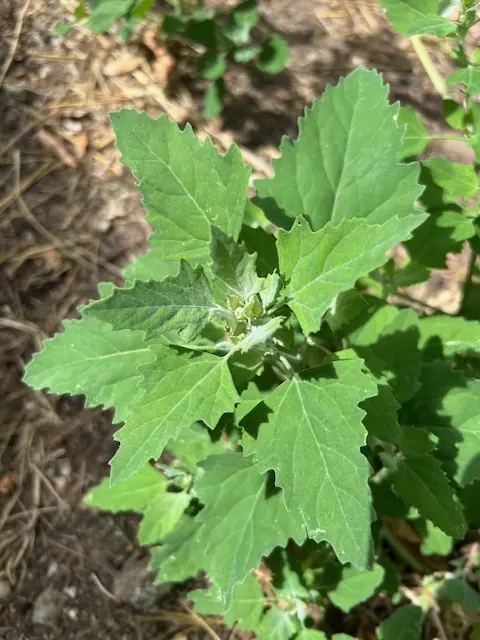 Lamb's Quarters (Chenopodium album) seeds, organic