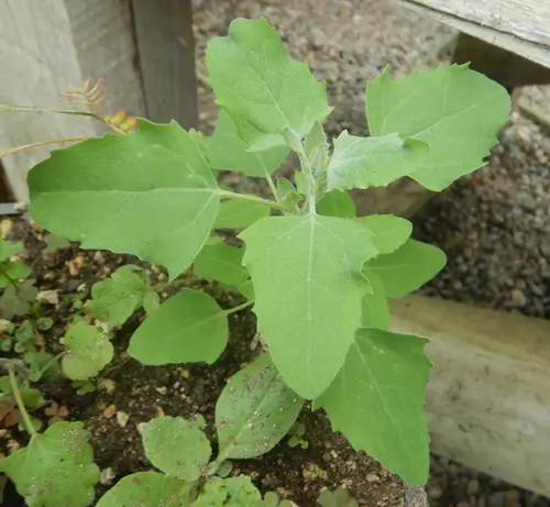 (give me that) Old Time Nutrition seed collection, organic - Image 7