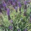 Lavender, French (Lavandula stoechas), packet of 50 seeds, organic