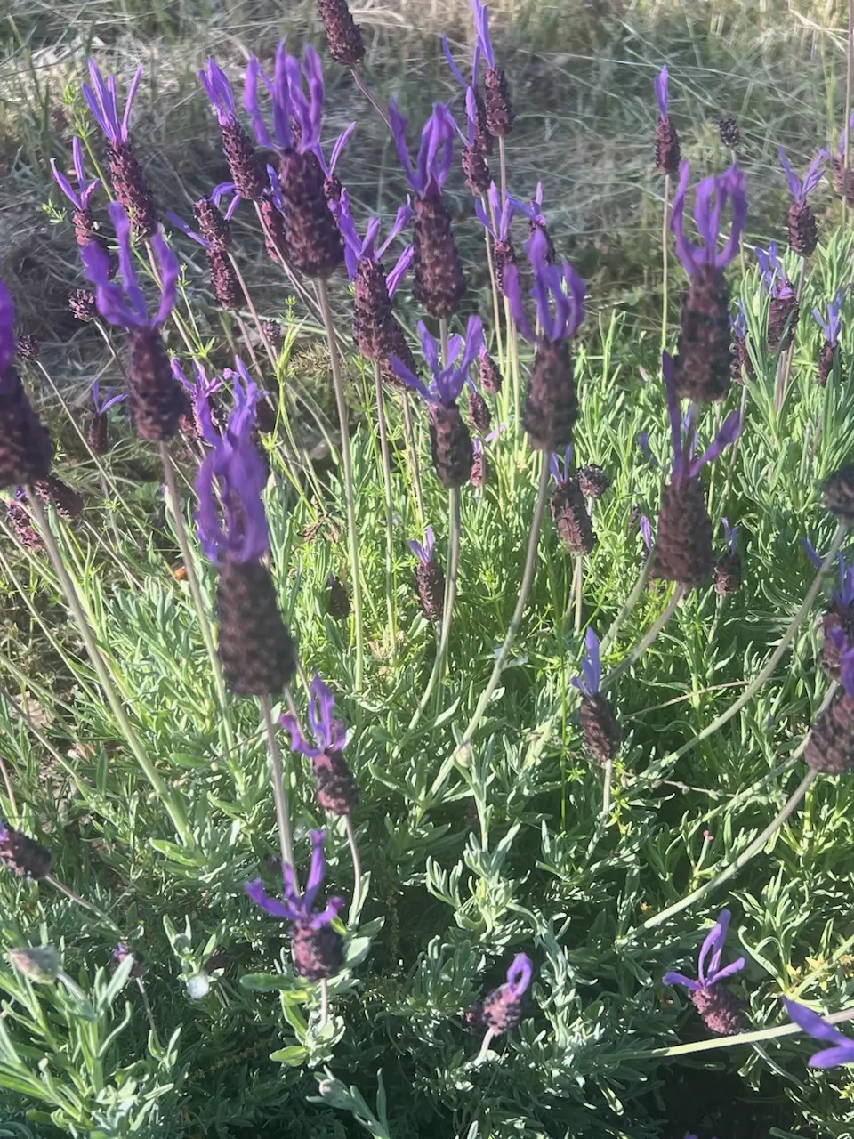 Lavender, French (Lavandula stoechas) seeds, organic