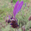 Lavender, French (Lavandula stoechas), potted plant, organic