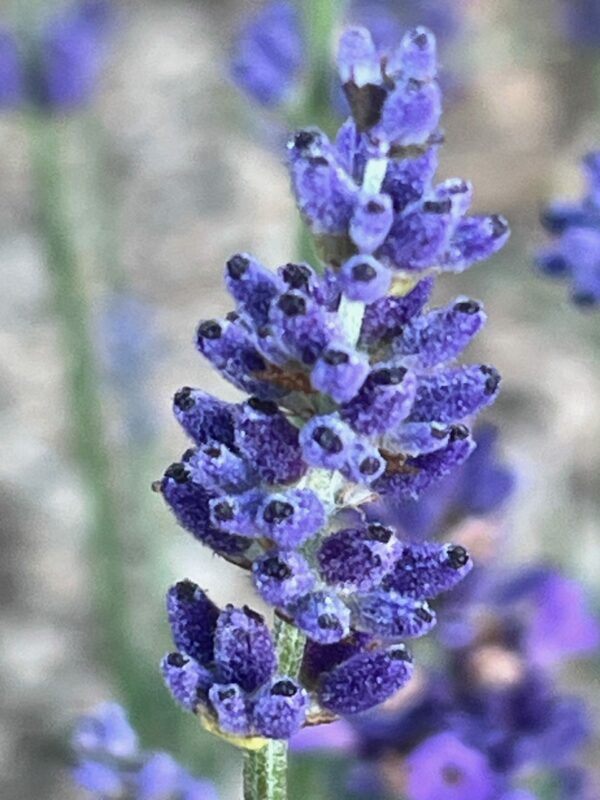 Lavender, Hidcote (Lavandula angustifolia var. hidcote), packet of 20 seeds, organic - Image 4