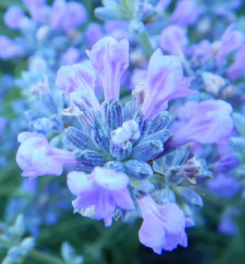 Lavender, Munstead (Lavandula angustifolia var. munstead) packet of 50 seeds, organic - Image 3
