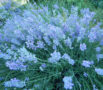 Lavender, Munstead (Lavandula angustifolia var. munstead) packet of 50 ...