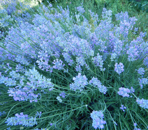 Lavender Munstead 50 semillas de Lavandula angustifolia Munstead fragante CombSH D73