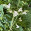 Lemon Balm (Melissa officinalis) seeds, organic - Image 2