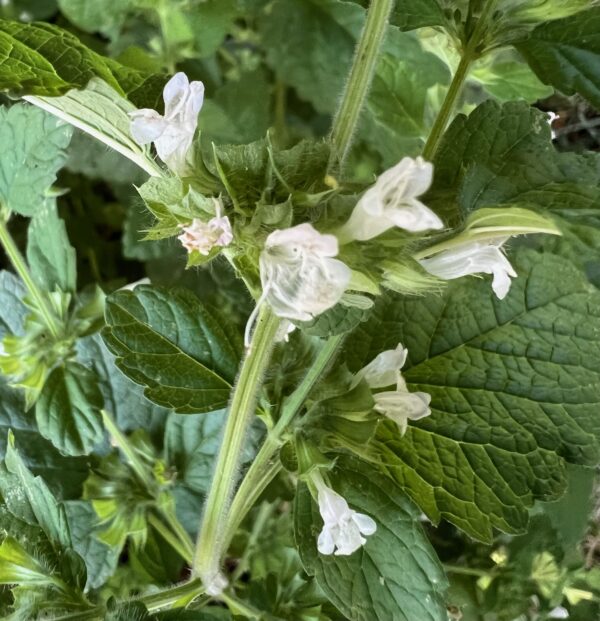 Lemon Balm (Melissa officinalis) seeds, organic - Image 2