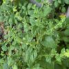 Lemon Balm (Melissa officinalis) seeds, organic - Image 3